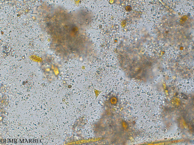 phyto/Pertuis Charentais/Tasdon_st7/PAMPAS 2019-2021/Tetraedron trigonum (TASDON_St7_0419-036).tif(copy)_thumb.jpg